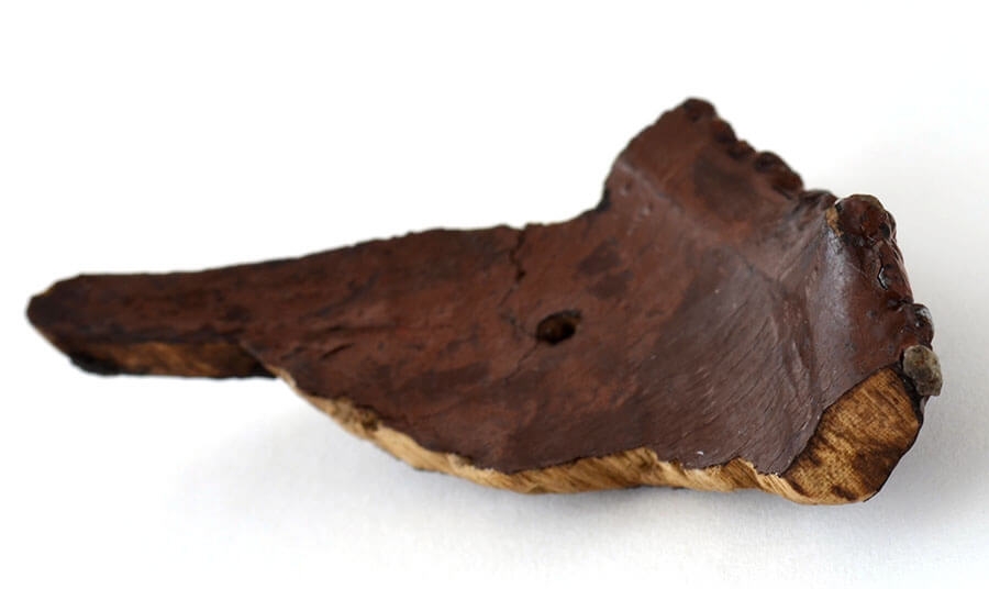 特別公開「重要文化財 鳥浜貝塚の縄文漆器」 福井県立若狭歴史博物館-1