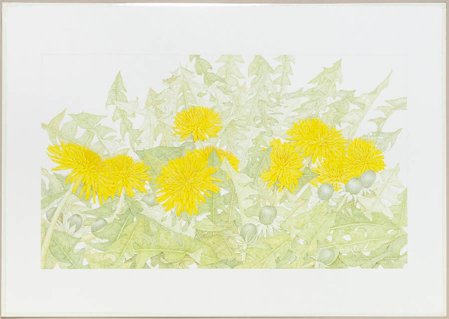 特別展「ブラティスラヴァ世界絵本原画展　BIBで出会う絵本のいま」 奈良県立美術館-3