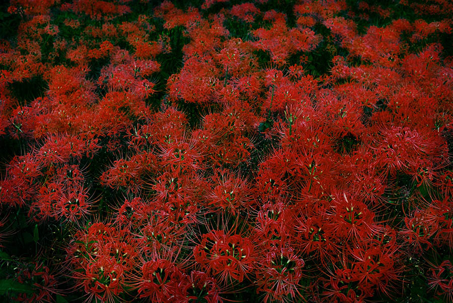 野村恵子×古賀絵里子「Life Live Love」展 入江泰吉記念奈良市写真美術館-12