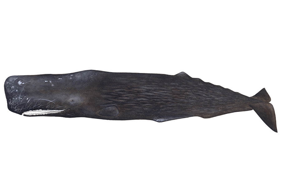 大哺乳類展2ーみんなの生き残り作戦 国立科学博物館-10