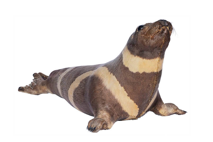 大哺乳類展2ーみんなの生き残り作戦 国立科学博物館-12