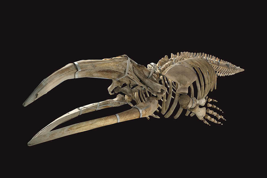 大哺乳類展2ーみんなの生き残り作戦 国立科学博物館-15