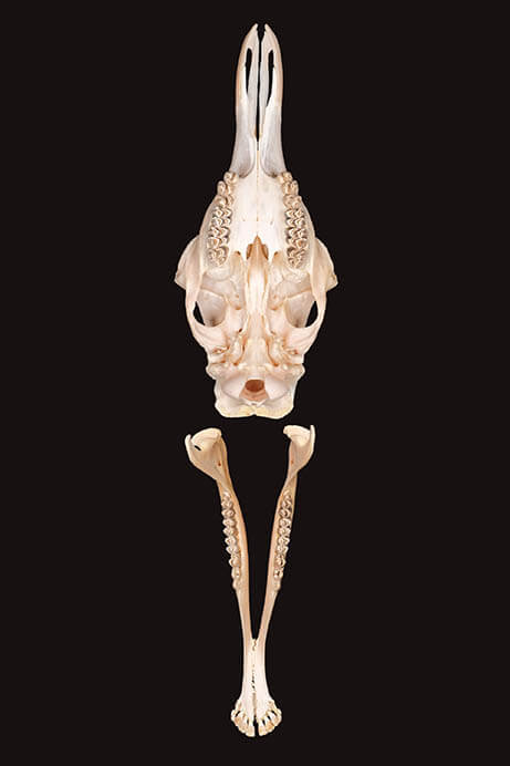 大哺乳類展2ーみんなの生き残り作戦 国立科学博物館-18