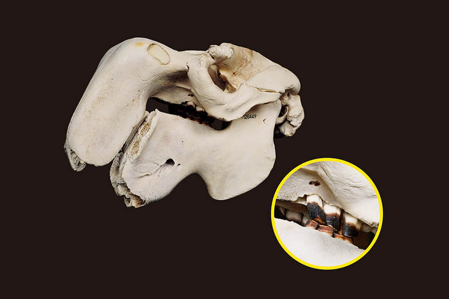 大哺乳類展2ーみんなの生き残り作戦 国立科学博物館-19