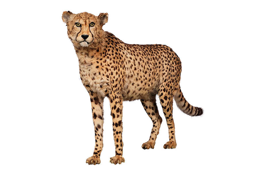 大哺乳類展2ーみんなの生き残り作戦 国立科学博物館-2