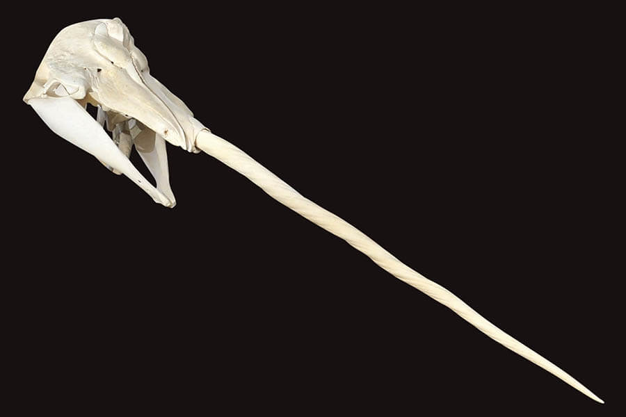 大哺乳類展2ーみんなの生き残り作戦 国立科学博物館-22