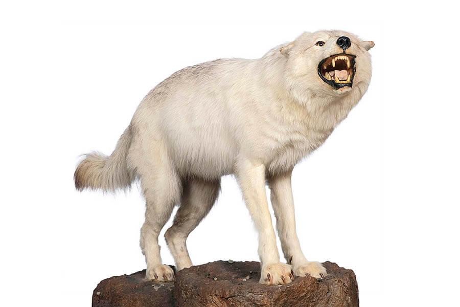 大哺乳類展2ーみんなの生き残り作戦 国立科学博物館-4