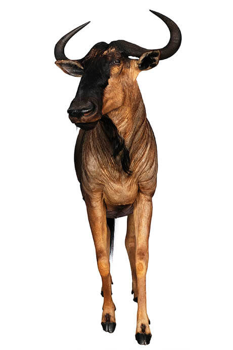 大哺乳類展2ーみんなの生き残り作戦 国立科学博物館-5