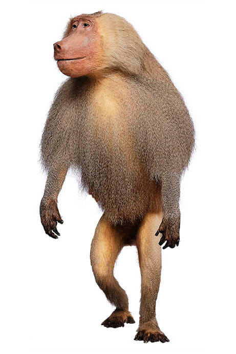 大哺乳類展2ーみんなの生き残り作戦 国立科学博物館-7