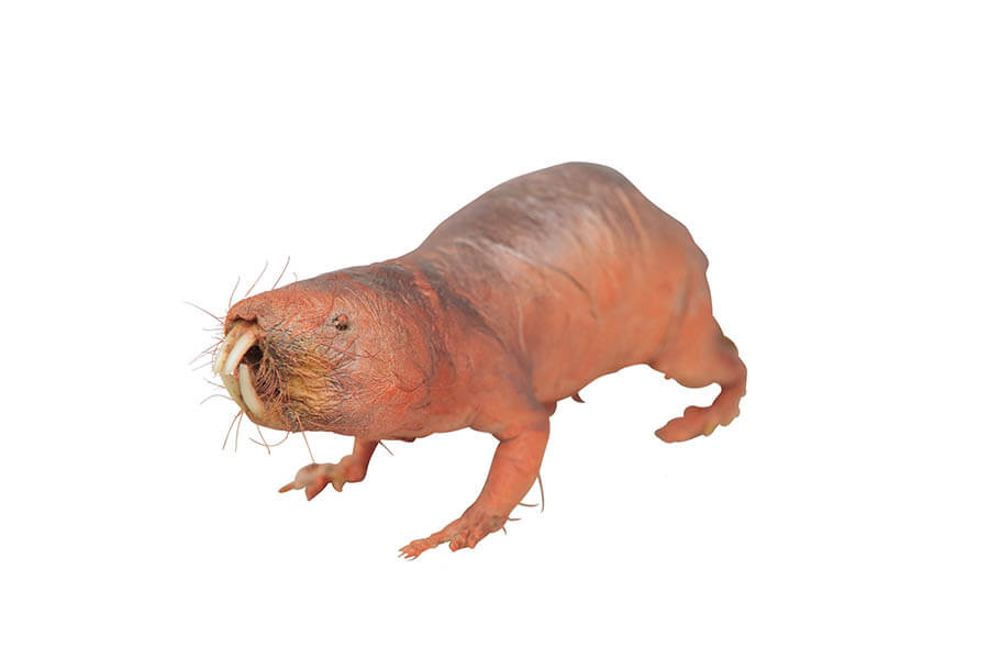 大哺乳類展2ーみんなの生き残り作戦 国立科学博物館-8