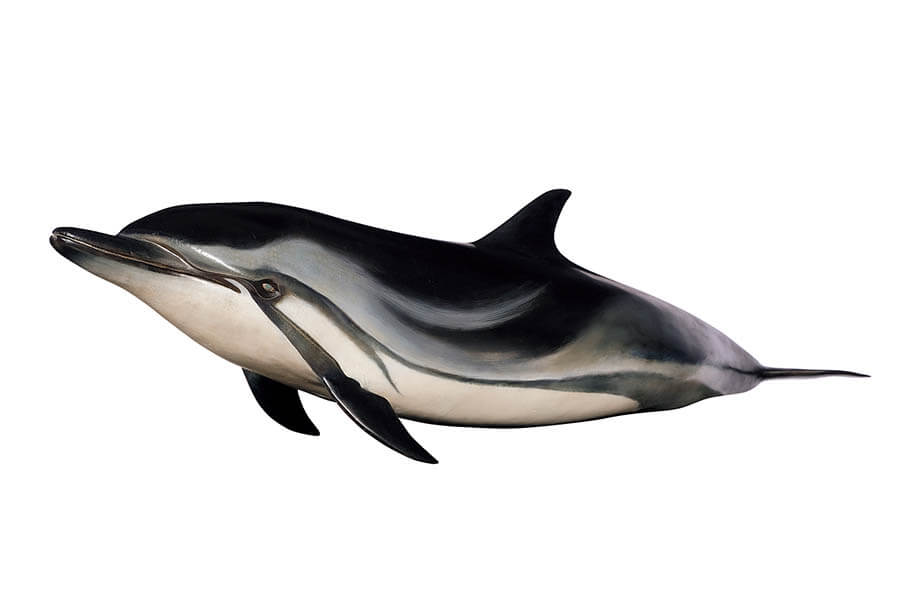 大哺乳類展2ーみんなの生き残り作戦 国立科学博物館-9