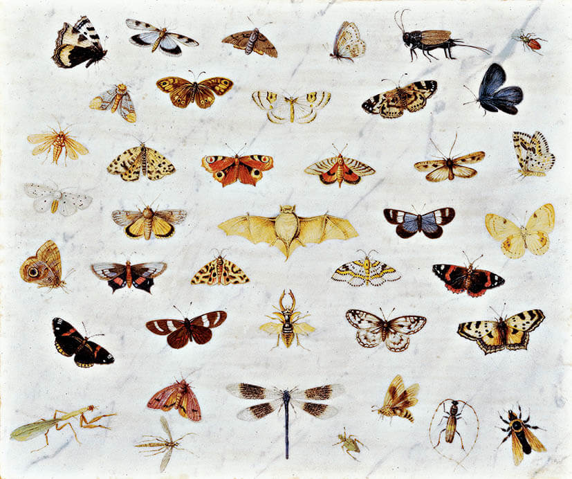 ブリューゲル展　画家一族 150年の系譜 郡山市立美術館-20