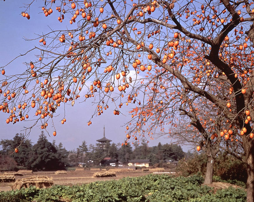 世界遺産登録20周年記念Ⅲ 入江泰吉「古都奈良の文化財～総集編～」展 入江泰吉記念奈良市写真美術館-3