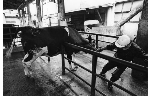 本橋成一　在り処（ありか） IZU PHOTO MUSEUM-5