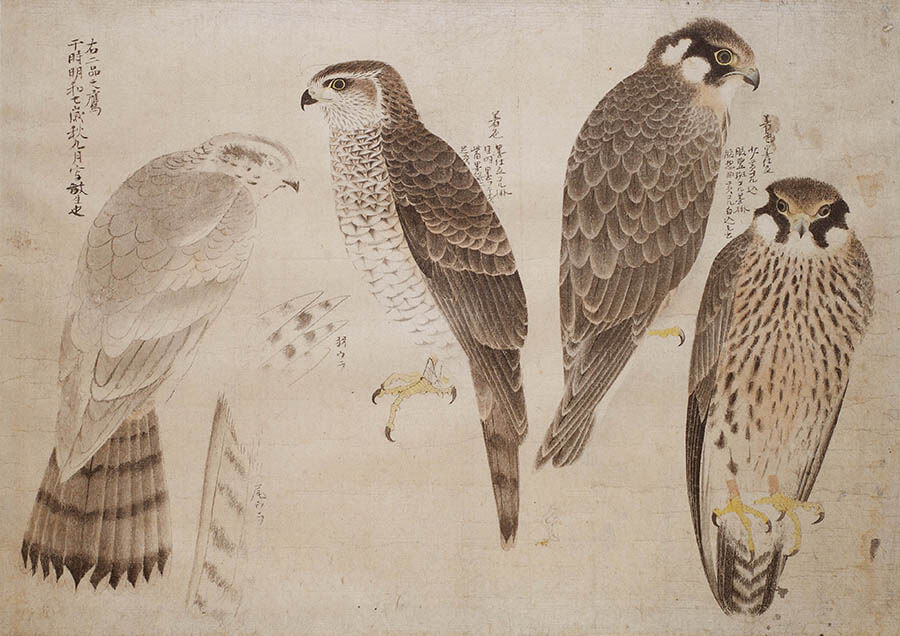 特別陳列 花鳥虫魚を描く−応挙・広重・シーボルト− 和泉市久保惣記念美術館-1