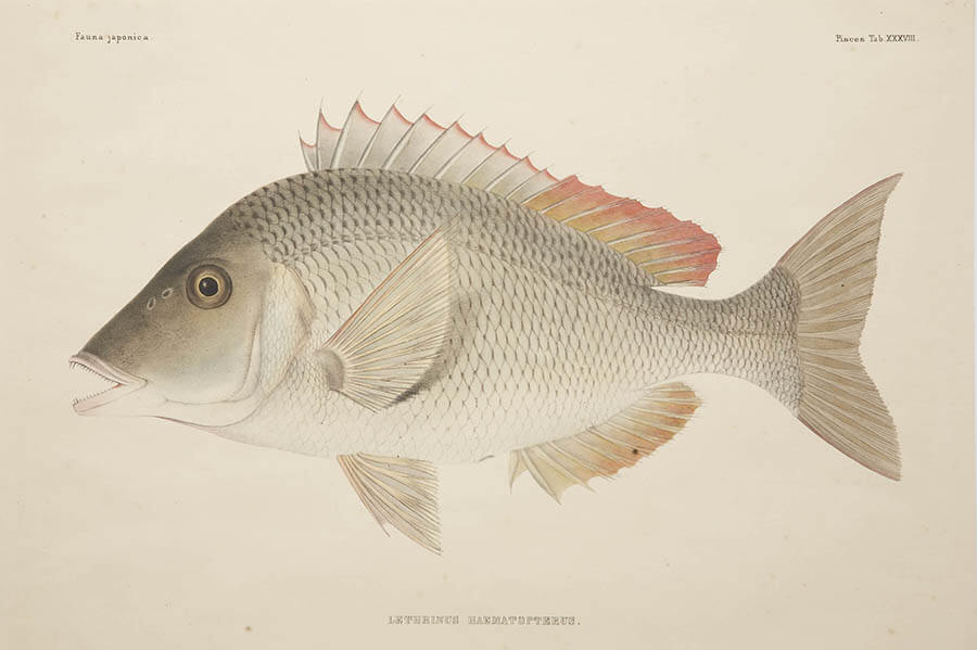 特別陳列 花鳥虫魚を描く−応挙・広重・シーボルト− 和泉市久保惣記念美術館-4