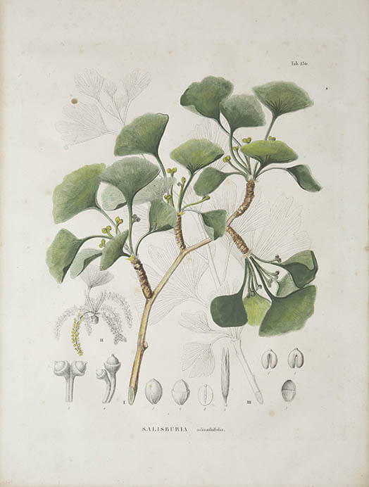 特別陳列 花鳥虫魚を描く−応挙・広重・シーボルト− 和泉市久保惣記念美術館-5