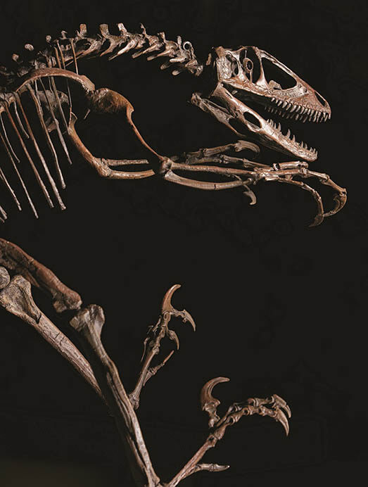 恐竜博2019 THE DINOSAUR EXPO 2019 国立科学博物館-4