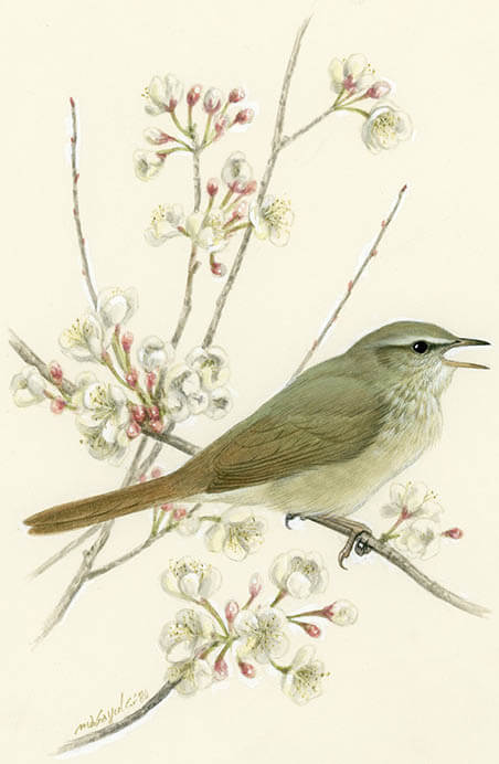 動物画家　藪内正幸絵本原画展 宇城市不知火美術館-4