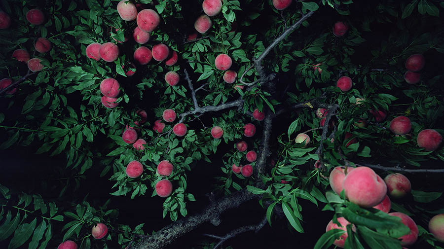 やなぎみわ展　神話機械 静岡県立美術館-1