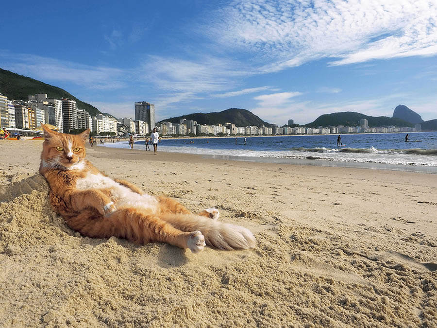 秋田県立近代美術館開館25周年特別展 写真展「岩合光昭の世界ネコ歩き2」 秋田県立近代美術館-1