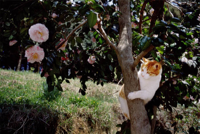 岩合光昭写真展　ねこづくし 川崎市市民ミュージアム-10