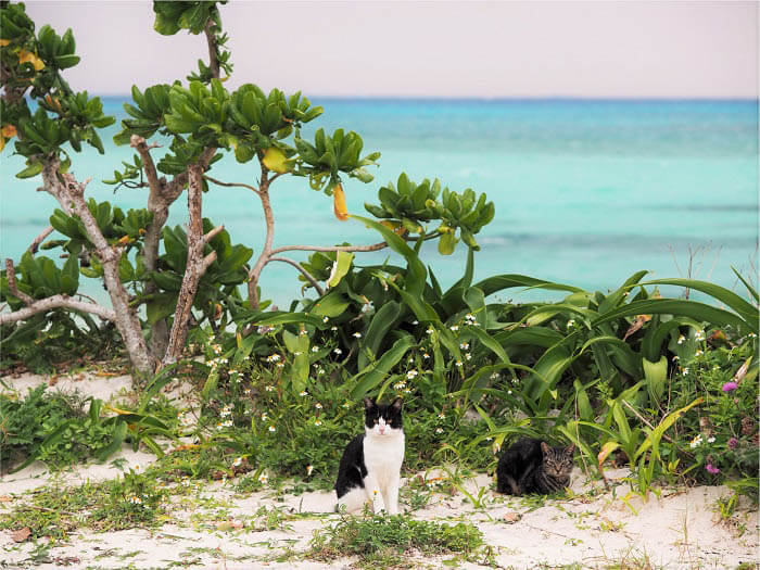 岩合光昭写真展　ねこづくし 川崎市市民ミュージアム-3