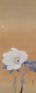 [山種美術館　広尾開館10周年記念特別展] 花 ・ Flower ・ 華 ―四季を彩る― 山種美術館-1