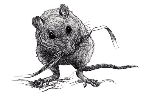 絵本・動物・地球展　8人の作家が奏でるいのちのうた 群馬県立館林美術館-7