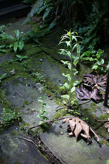 シンコペーション：世紀の巨匠たちと現代アート ポーラ美術館-4