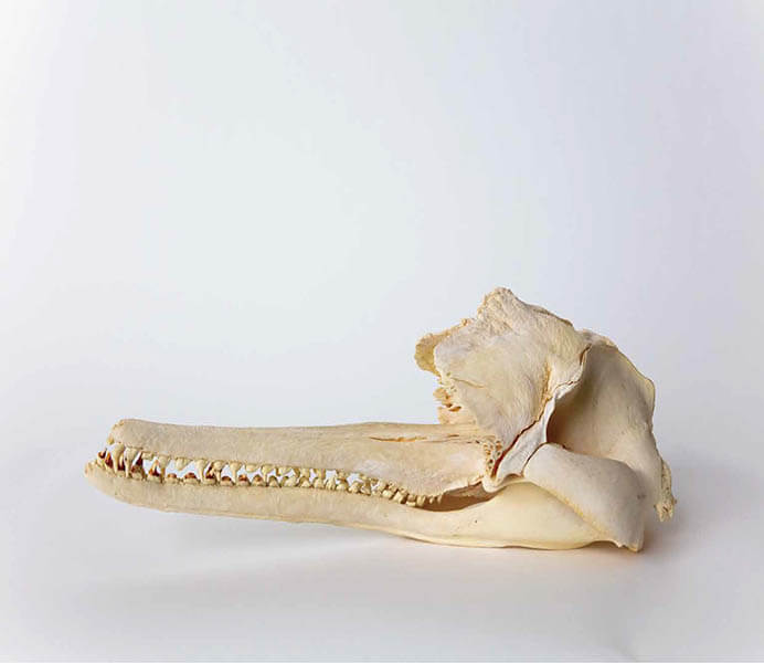 企画展「風景の科学展　芸術と科学の融合」 国立科学博物館-5