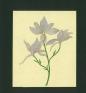 アール・ヌーヴォーの花園　−ミュシャとラリック　花々と植物のかたち− 箱根ラリック美術館-1