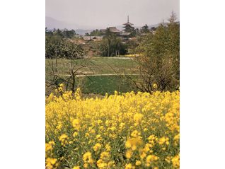 入江泰吉　春の大和