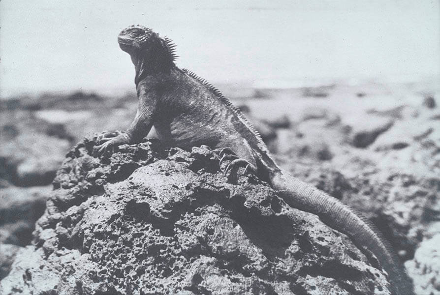 コレクション展示「朝枝利男の見たガラパゴス―1930年代の博物学調査と展示」 国立民族学博物館-2