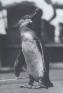 コレクション展示「朝枝利男の見たガラパゴス―1930年代の博物学調査と展示」 国立民族学博物館-1