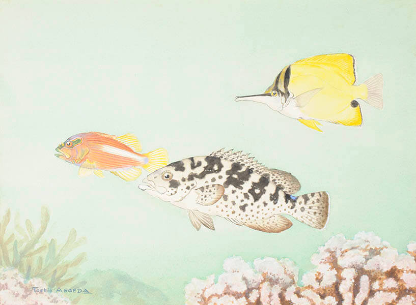 コレクション展示「朝枝利男の見たガラパゴス―1930年代の博物学調査と展示」 国立民族学博物館-5