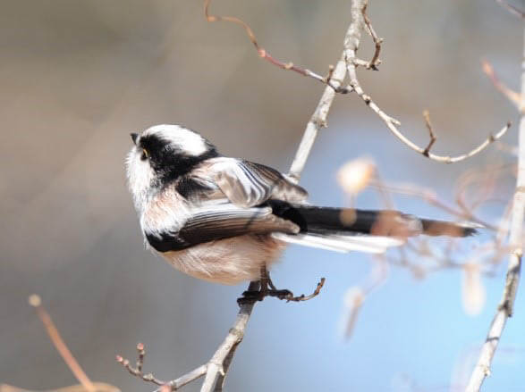 写真展「石神井公園　野鳥たちの四季」 練馬区立石神井公園ふるさと文化館-6