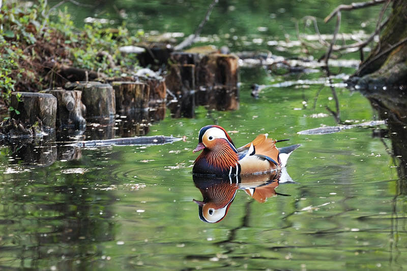 写真展「石神井公園　野鳥たちの四季」 練馬区立石神井公園ふるさと文化館-2