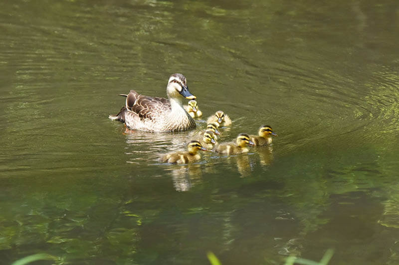 写真展「石神井公園　野鳥たちの四季」 練馬区立石神井公園ふるさと文化館-3