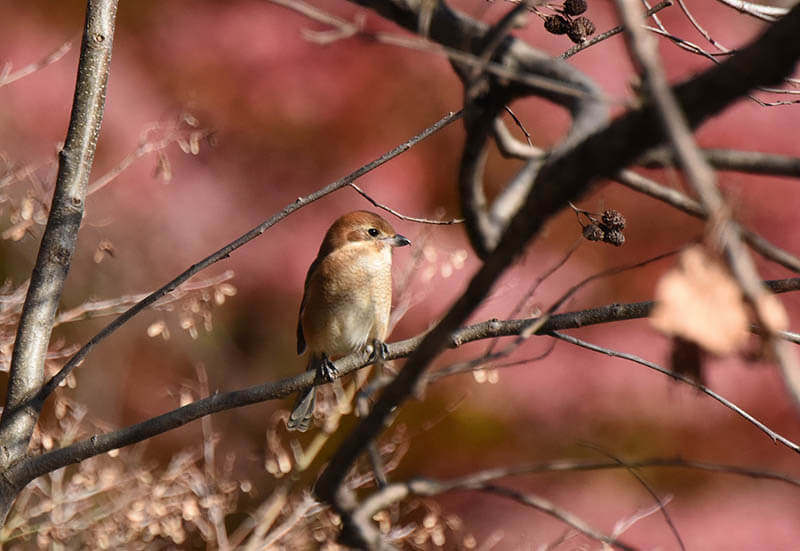 写真展「石神井公園　野鳥たちの四季」 練馬区立石神井公園ふるさと文化館-1