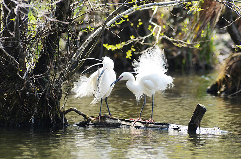 写真展「石神井公園　野鳥たちの四季」 練馬区立石神井公園ふるさと文化館-5