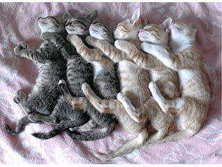 大佛次郎×ねこ写真展2020