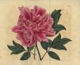 キューガーデン 英国王室が愛した花々 シャーロット王妃とボタニカルアート 山梨県立美術館-1