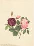 キューガーデン 英国王室が愛した花々 シャーロット王妃とボタニカルアート 山梨県立美術館-1