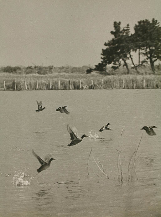 FUJIFILM SQUARE 写真歴史博物館 企画写真展「100年前にカワセミを撮った男・下村兼史 －日本最初の野鳥生態写真家－」 FUJIFILM SQUARE（フジフイルム スクエア）-4