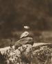 FUJIFILM SQUARE 写真歴史博物館 企画写真展「100年前にカワセミを撮った男・下村兼史 －日本最初の野鳥生態写真家－」 FUJIFILM SQUARE（フジフイルム スクエア）-1