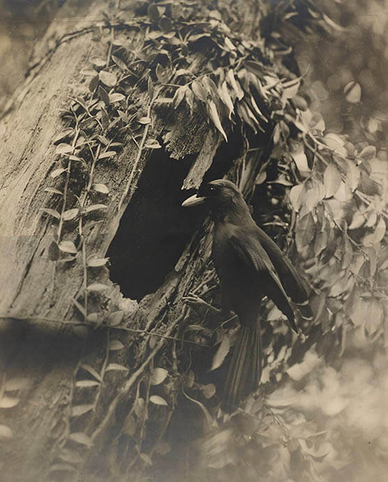FUJIFILM SQUARE 写真歴史博物館 企画写真展「100年前にカワセミを撮った男・下村兼史 －日本最初の野鳥生態写真家－」 FUJIFILM SQUARE（フジフイルム スクエア）-6