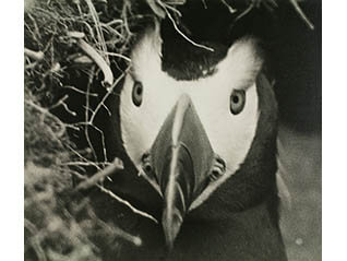 FUJIFILM SQUARE 写真歴史博物館 企画写真展「100年前にカワセミを撮った男・下村兼史 －日本最初の野鳥生態写真家－」