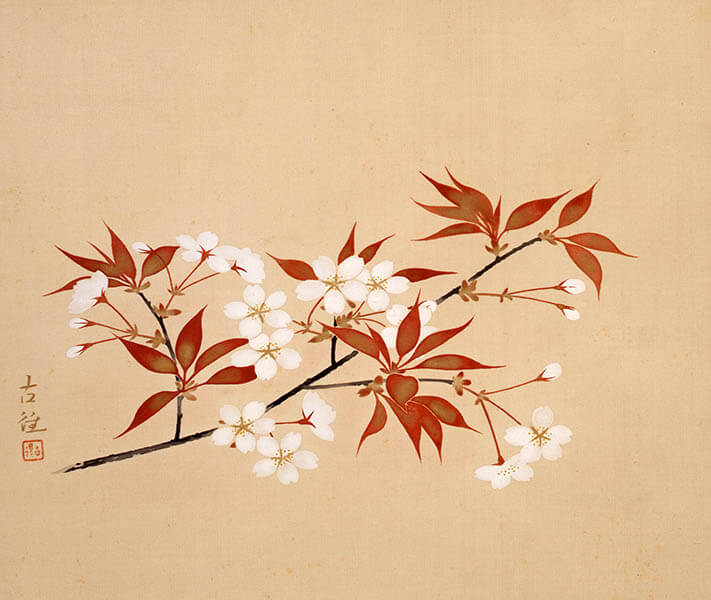 【特別展】 桜 さくら SAKURA 2020 ―美術館でお花見！― 山種美術館-5