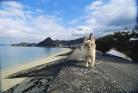 岩合光昭　いよねこ　猫と旅する写真展 愛媛県美術館-1